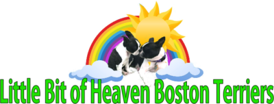 Little Bit of Heaven Boston Terriers