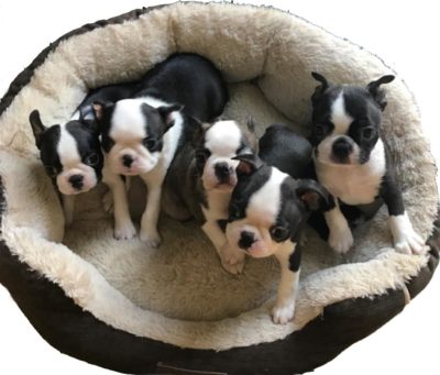 Boston Terrier Puppies for sale in West Virginia