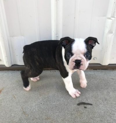 Boston terrier female puppy available