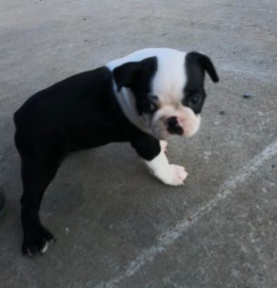 Available Boston puppy for sale