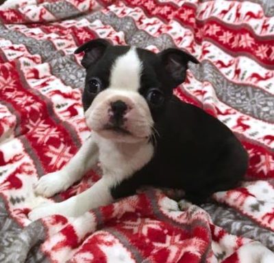 West Virigina Boston Terrier Puppy for sale