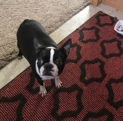 Boston Terrier Adult for Sale