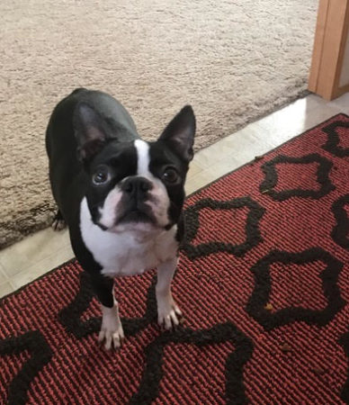Cassie Boston Terrier Adult for Sale