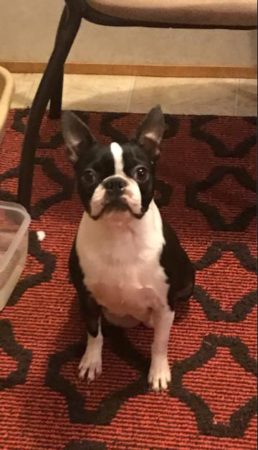 Boston Terrier Adult for Sale