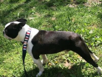 Oddie Available adult Boston terrier for sale