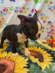 Boston terrier puppy for sale